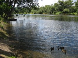 Berounka 2-Zadní Třebáň 5.8.08 (1).JPG